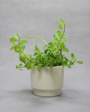 841 - bloempotje Carrigaline pottery Ireland crème