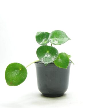 Bloempotje EIN RAVENS 00