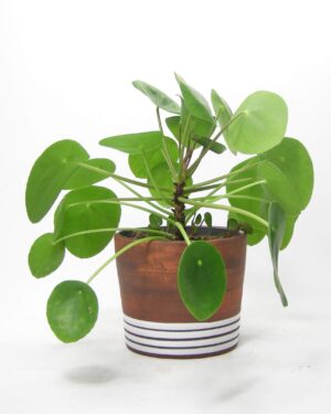2548 - vintage bloempot hout look met witte lijnen