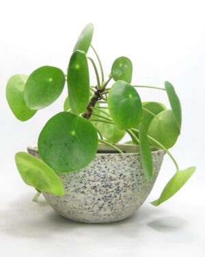 2913 - vintage blauwe berkenbast bloempot cactuspot
